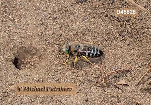 American Sand Wasp (Bembix americana)